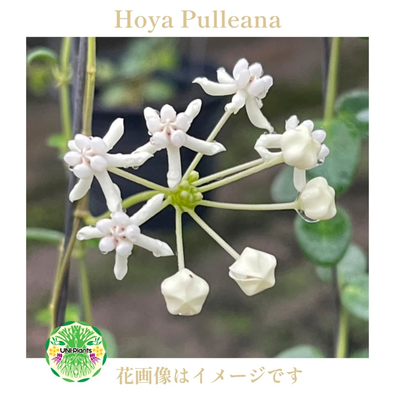 Hoya Pulleana ホヤプレナ ホヤ植物 ホヤの花 Hoya plants 希少 レア