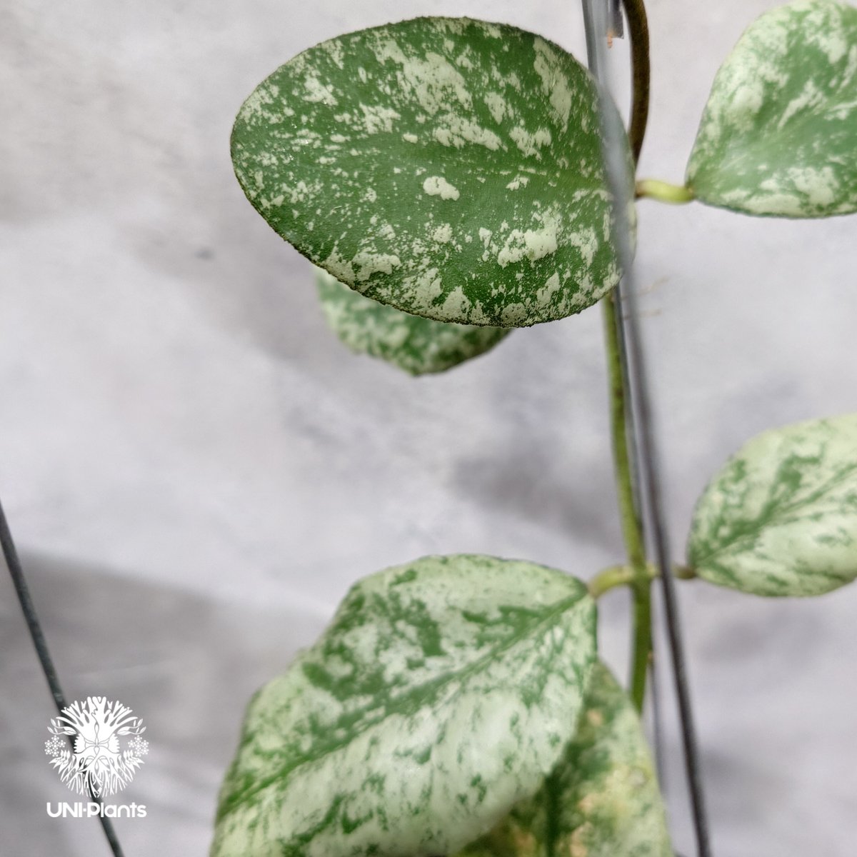 限定1株入荷 Hoya Waymaniae cloudy sky ホヤ ウェイマニアエ クラウ