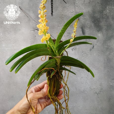 Van.Ladda Gold 洋蘭 Vanda orchid  ラン 蘭 花が綺麗な洋ラン
