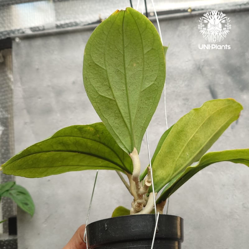 Hoya Lambii ホヤ ランビー ホヤ植物 ホヤの花 Hoya Plants 珍しい 希