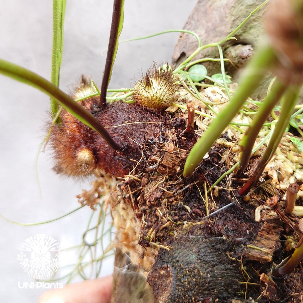 Drynaria bonii wild ドリナリア·ボニー タイ産山採り株 流木 Drynaria bonii wild ドリナリア·ボニー タイ産山採り株 流木