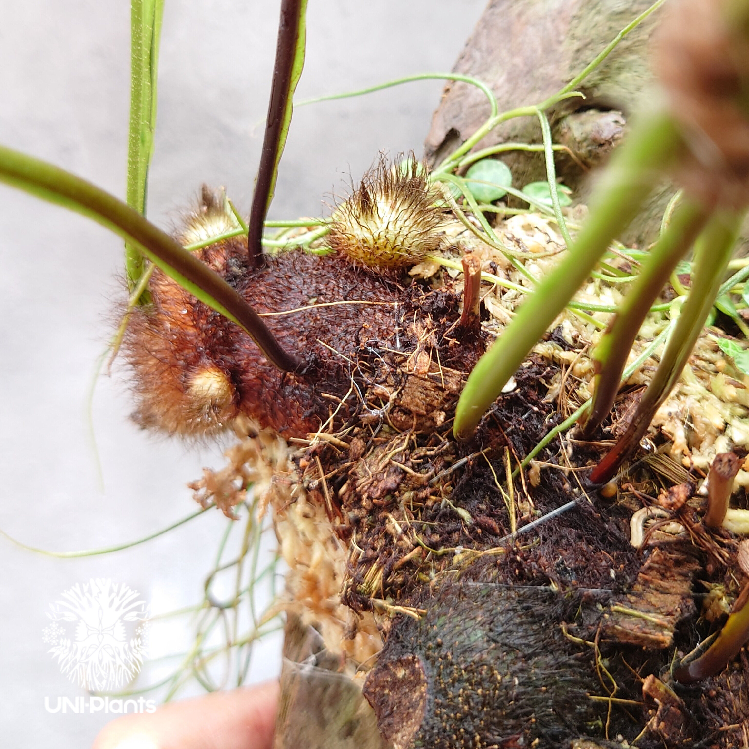 Drynaria bonii wild ドリナリア·ボニー タイ産山採り株 流木仕立て