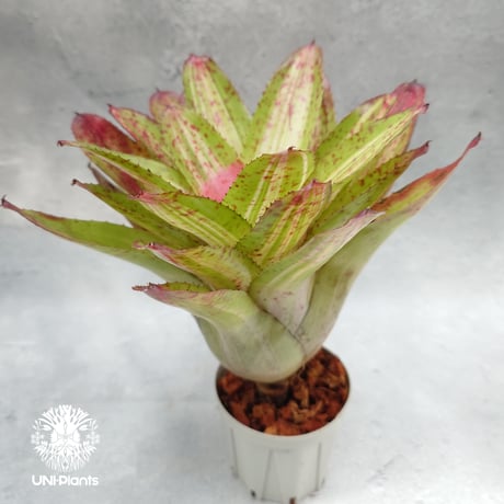 Neoregelia Chili verde ネオレゲリア Neoregelia ブロメリア科ネオレゲリア属