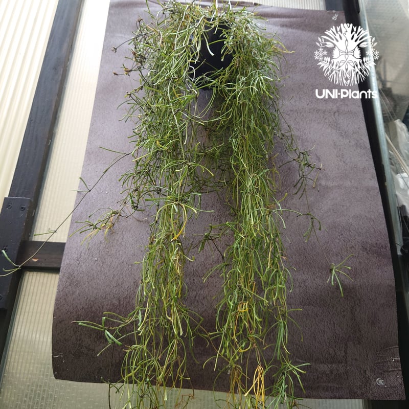 Hoya Retusa ホヤ レツーサ ボリュームビックサイズ!! ホヤ 植物 ホヤ