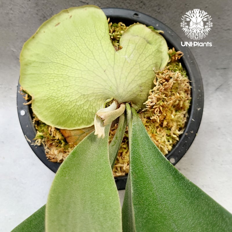 ビカクシダ　ハナビ Platycerium Hanabi ビカクシダ コウモリラン platycerium sta