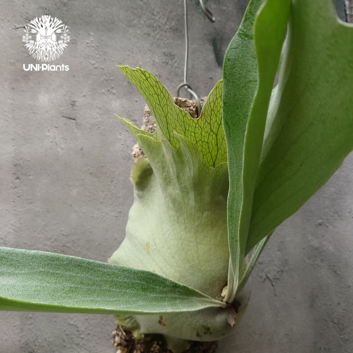 ビカクシダ_hilly✖︎ bifurcatum ビカクシダ_hilly✖︎ bifurcatum