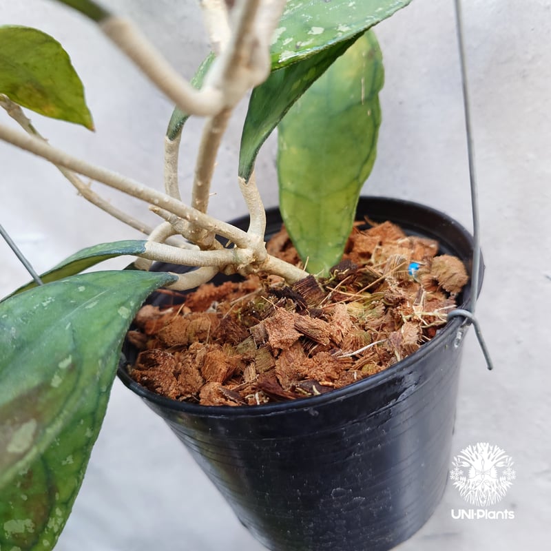 Hoya finlaysonii black leaves splash 希少 ホヤ フィレン