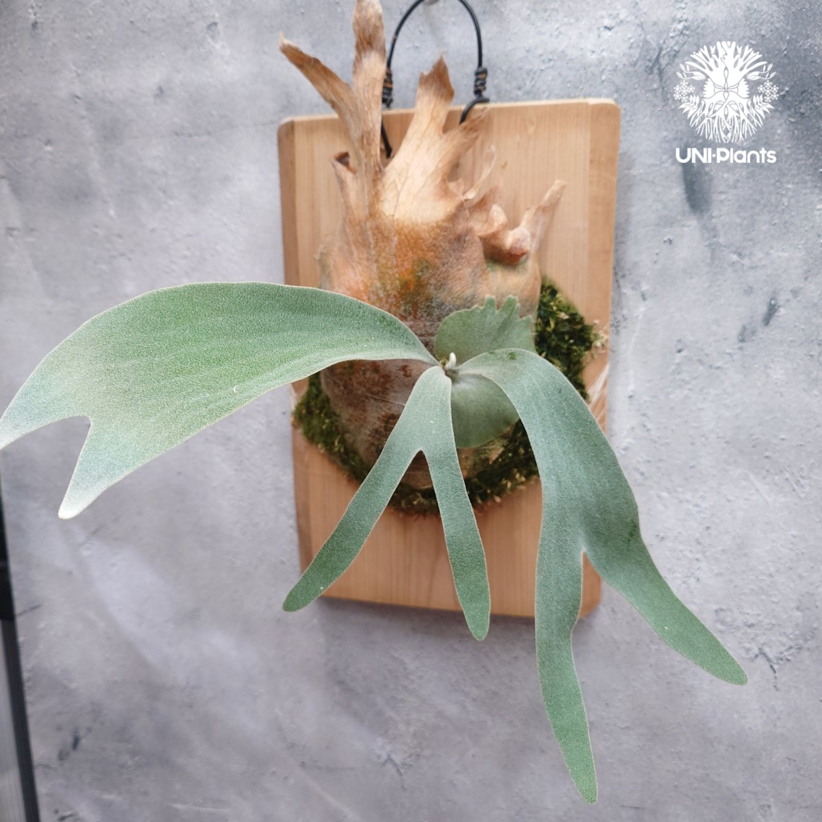 Platycerium pewchan ビカクシダ ピューチャン ビカクシダ シダ植物