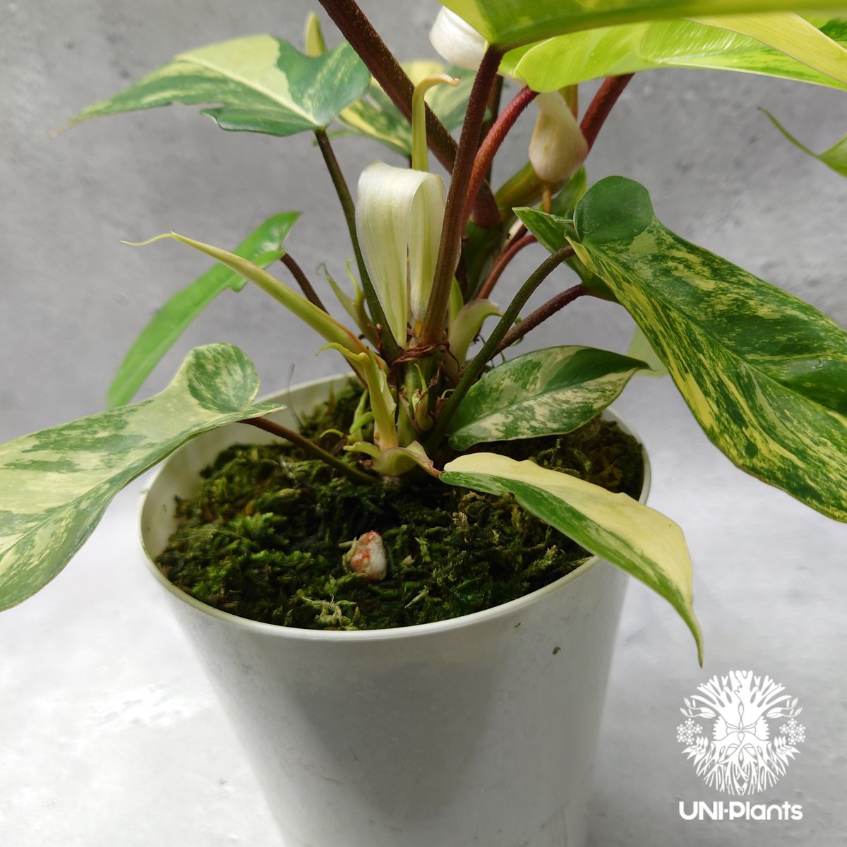 Philodendron Florida beauty variegated フィロデンドロ Philodendron Florida beauty variegated フィロデンドロ