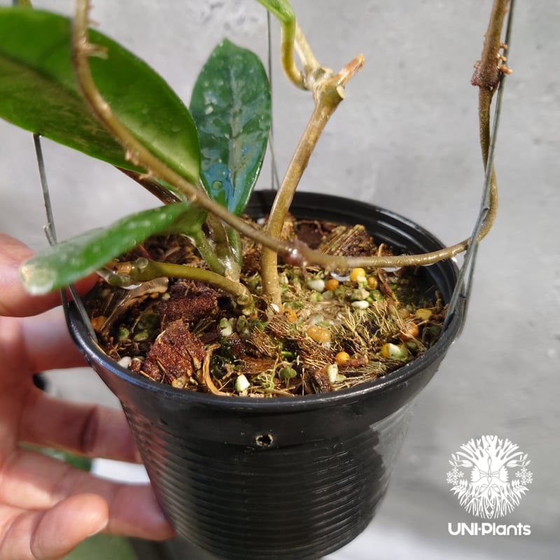 Hoya carnosa wilbur graves china ホヤ カルノサ ウィバー グ 