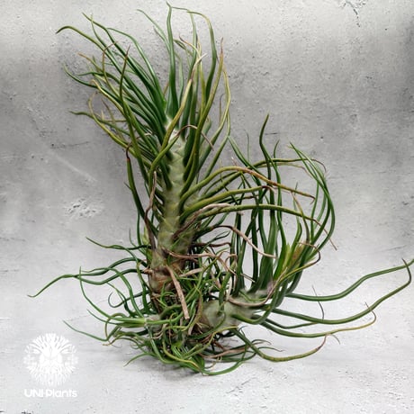 Tillandsia Bulbosa (L) チランジア・ブルボーサTillandsia  エアープランツ エアプランツ ティランジア