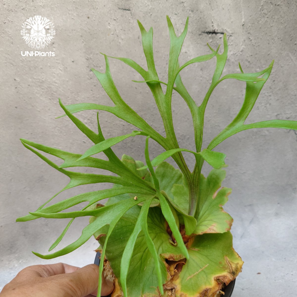 ビカクシダ　キッチャクード　' Thin ' コルク付け2 ビカクシダ キッチャクード ' Thin ' コルク付け2 - メルカリ