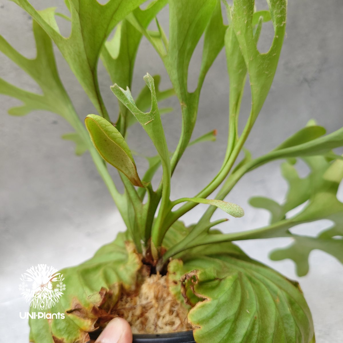 ビカクシダ リドレイ Platycerium Ridleyi コウモリラン