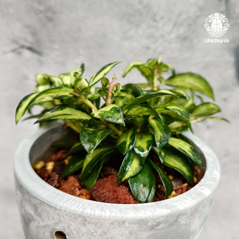 Hoya Lacunosa Bruno ホヤ ラクノーサ ブルーノ 斑入り ホヤ植物 ホヤ