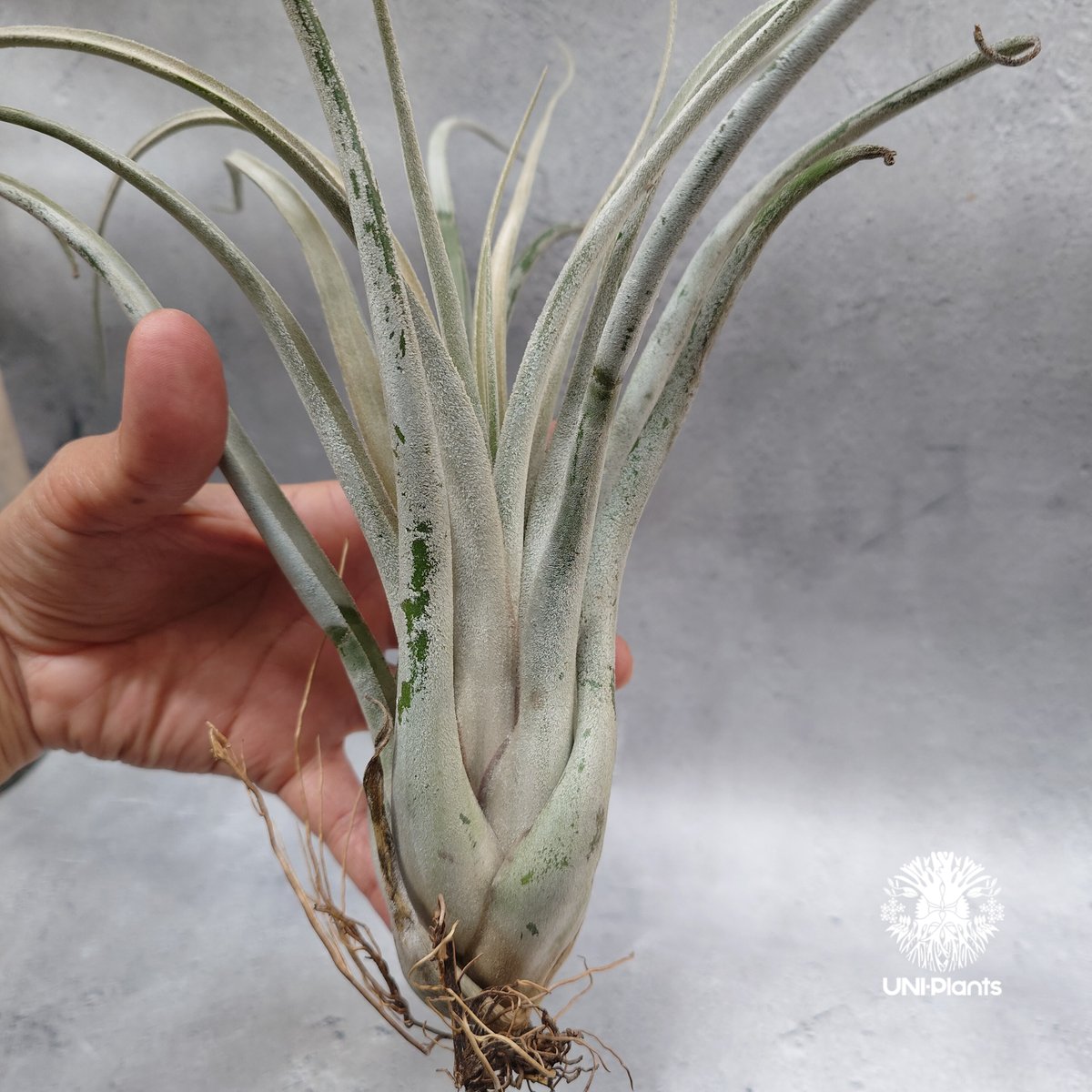 Tillandsia Kraken 速達発送 Tillandsia Kraken チランジアクラーケン Tillandsia インテリア植物