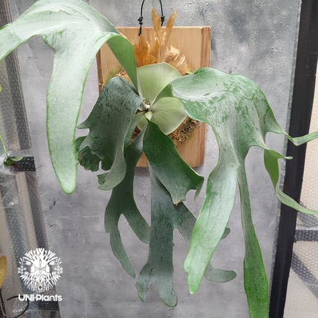 CATEGORY ビカクシダ(Platycerium) | UNI-Plants ビカクシダ、 CATEGORY ビカクシダ(Platycerium) | UNI-Plants ビカクシダ、