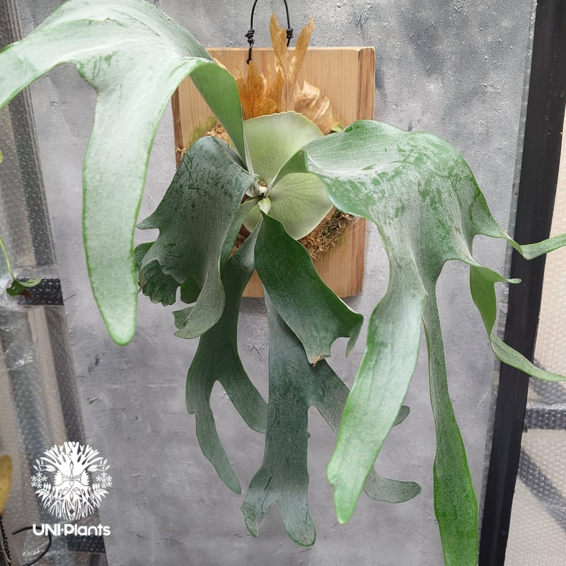 Platycerium Khok Kruat (spore) ビカクシダ コック クルアット(