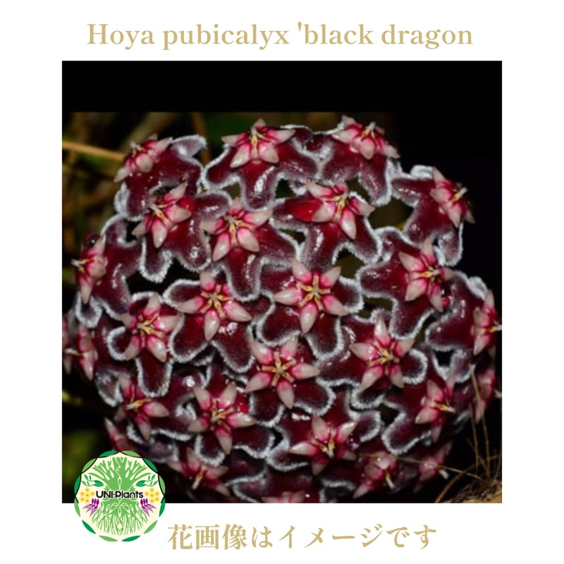 s*n様 12 ホヤ　プビカリックス　外斑入り　細葉タイプホヤ　レア品種　流通量 希少! Hoya pubicalyx 'black dragon ホヤ植物 ホヤの花 ホヤプビ