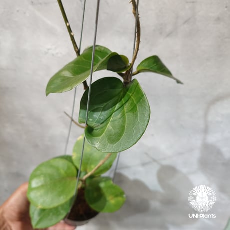 【タイ直輸入・希少】Hoya SS 7-21 ( kerrii x erythrina )｜ホヤ SS 7-21 ( ホヤ カーリー × ホヤ エリスリナ )｜珍品・ホヤ植物・つる性植物