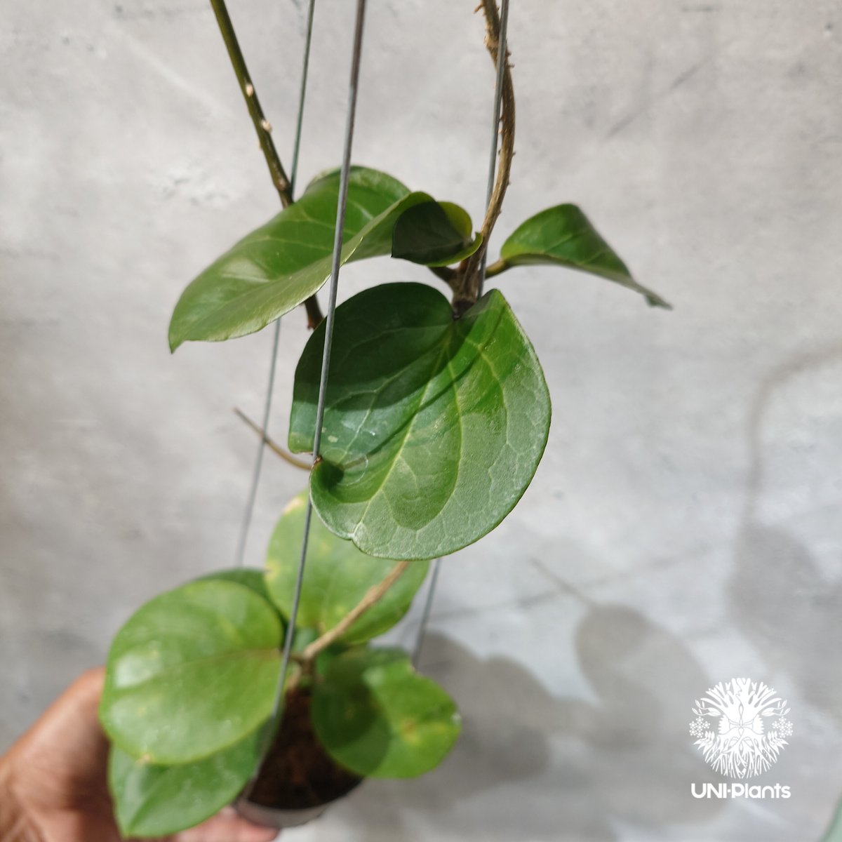 タイ直輸入・希少】Hoya SS 7-21 ( kerrii x erythrina )｜ホ