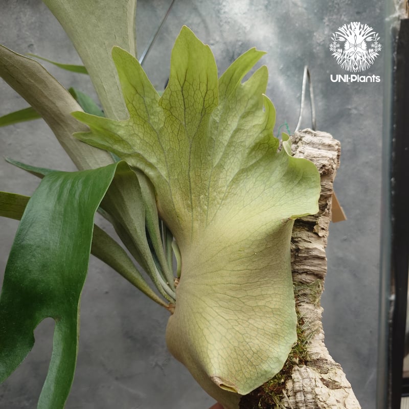 ビカクシダ P. Mt. Lewis マウントルイス　バンダカさんで購入 Yahoo!オークション - P. 'Mt Lewis' (vp#C) マウントルイス