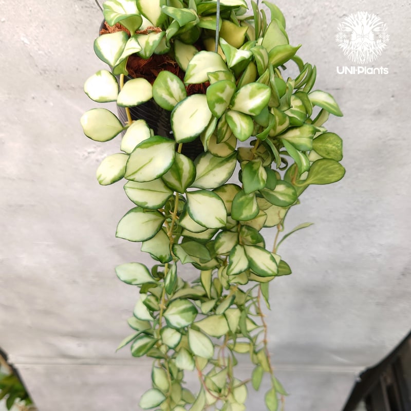 ホヤ ヘウスケリアナ バリエガータ Hoya Heuschkeliana variegata