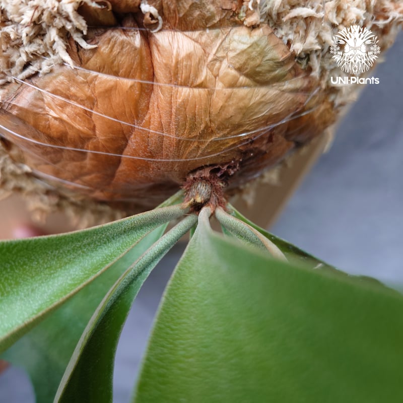 ビカクシダ アルテミス Platycerium Artemis (Alcicorne x Qu