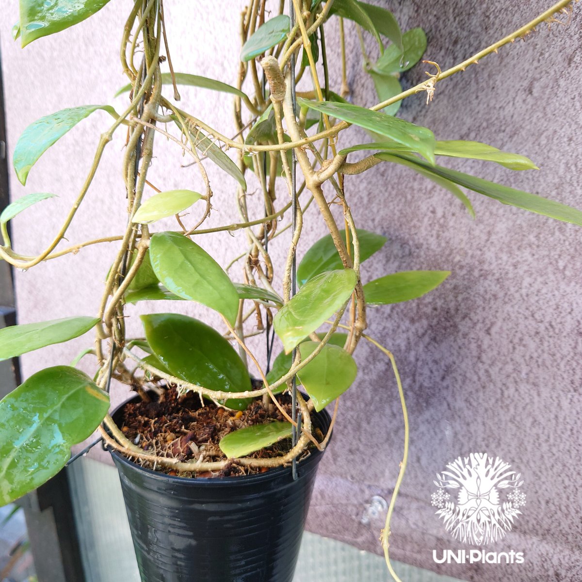 残り1株! 花座付き! Hoya mindorensis lite yellow ホヤ ミン