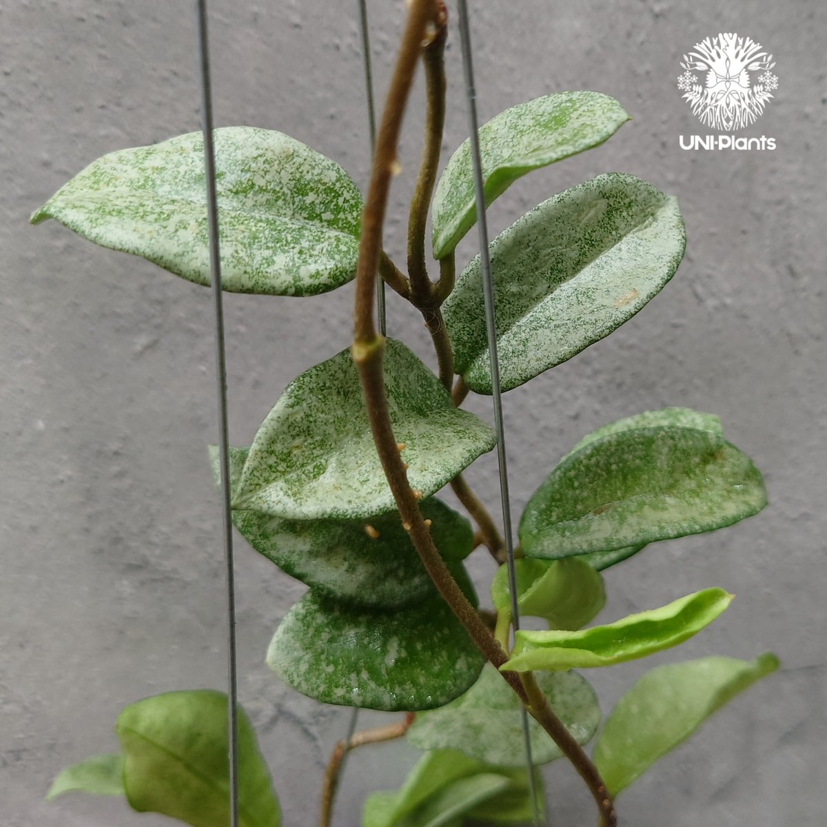 Hoya Carnosa Nova Ghost ホヤ カルノーサ ノバ ゴースト ホヤ