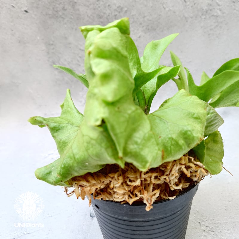 ビカクシダ リドレイ ドワーフ Platycerium ridleyi Dwarf ビカクシダ リドレイ ドワーフ Platycerium ridleyi Dwarf
