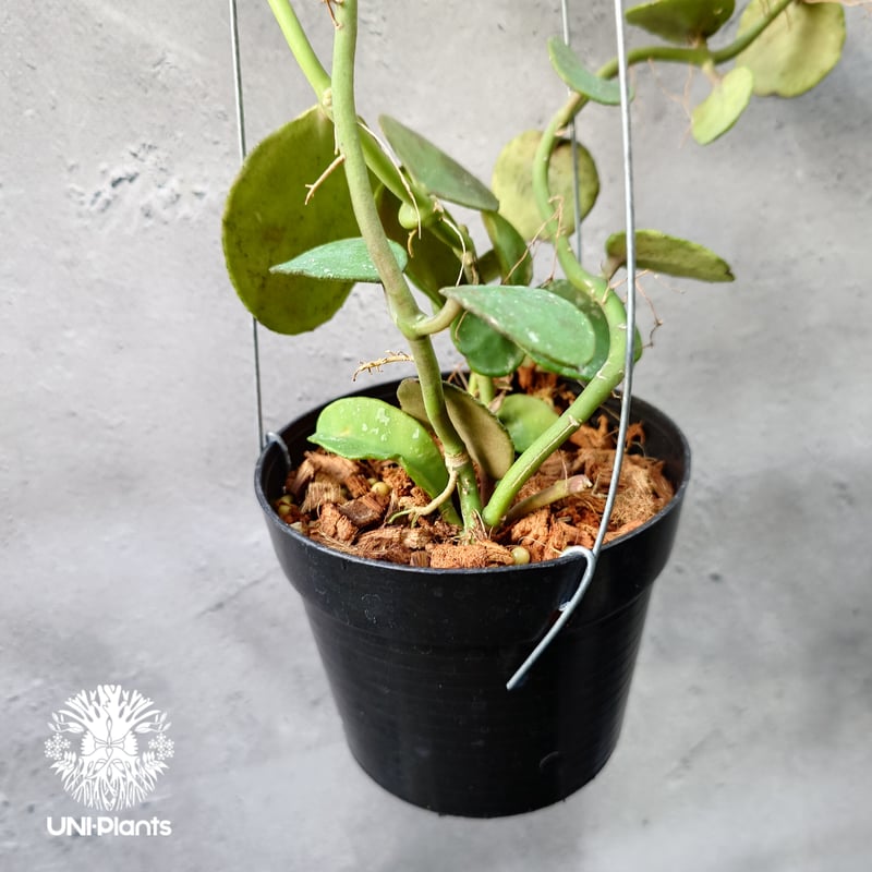 Hoya Waymaniae Malaysia ホヤ ウェイマニアエ マレーシア ホヤ植物 ホ