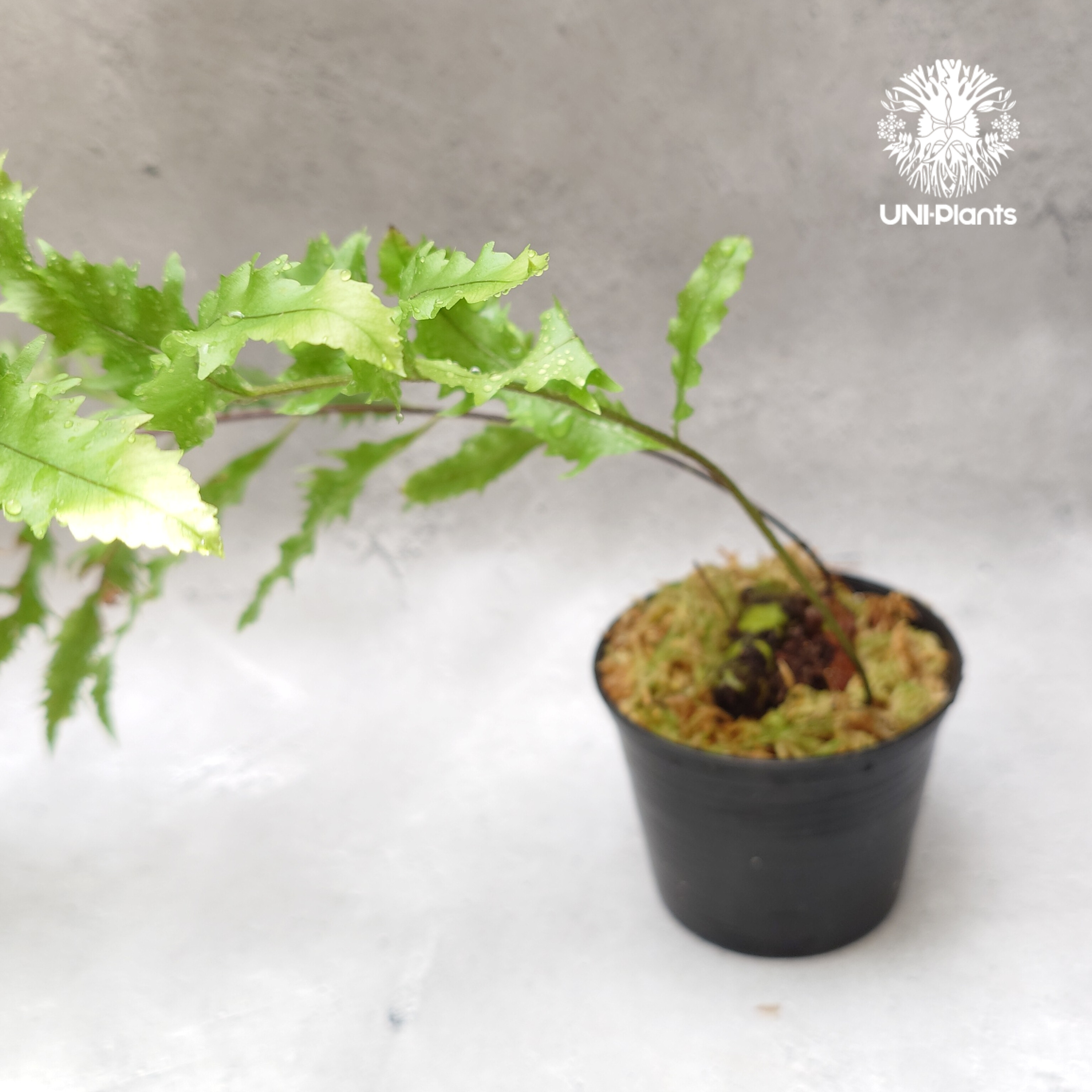 Drynaria rigidula `whitei' ドリナリア·リギデュラ'ホワイティ' 観