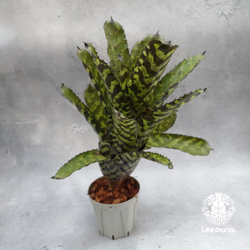 Aechmea 'Correia-Araujoi' エクメア・'コレイアアラウジョイ' タンク