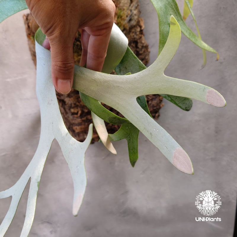 Platycerium Banna #A (pup) ビカクシダ バンナ #A (子株) ビカ Platycerium Banna #A (pup) ビカクシダ バンナ #A (子株) ビカ