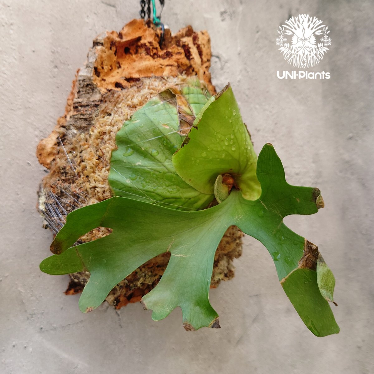 P.ridleyi リドレイ 極細葉 多分岐タイプ ビカクシダ コウモリラン B