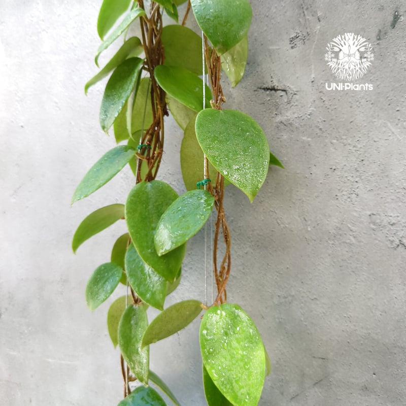 レア ホヤ 蕾つきHoya Platycaulis サクララン レア ホヤ 蕾つきHoya