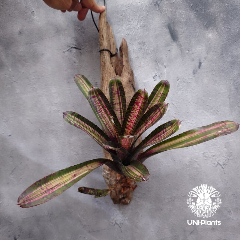 Neoregelia Hot Ember ネオレゲリア ホットエンバー Neoregelia