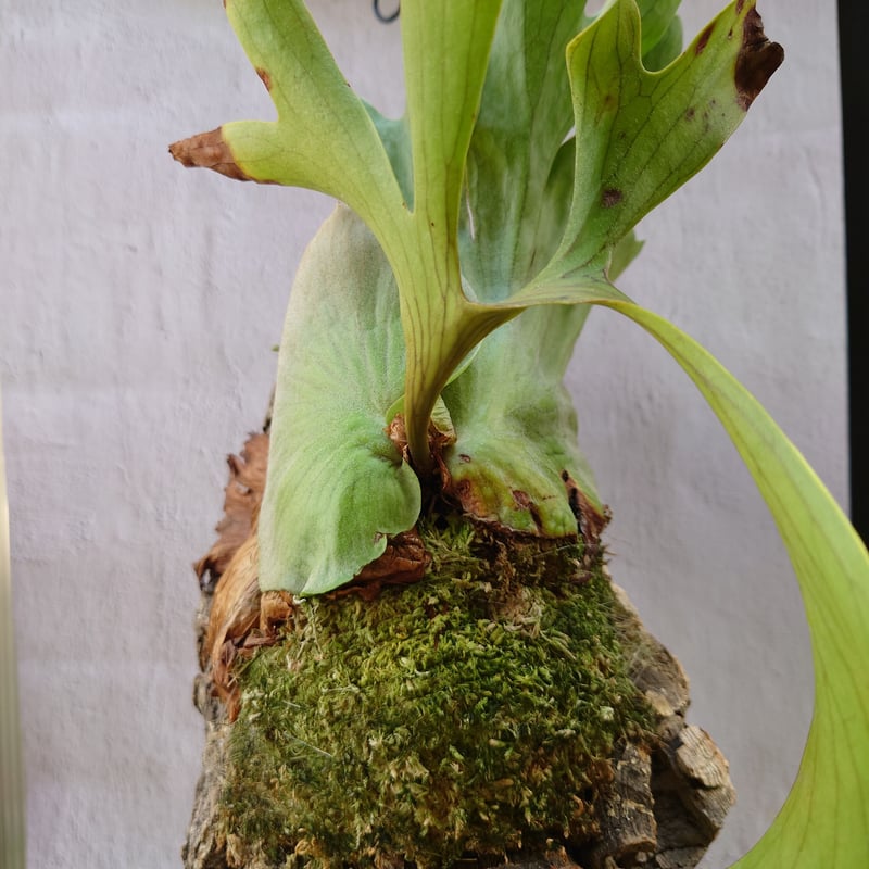ビカクシダ コロナリウム フィリピネスフォーム Platycerium