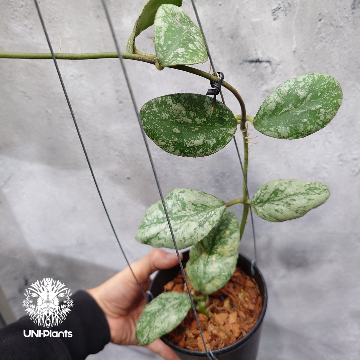 ホヤ ウェイマニアエ クラウディースカイ【現品・鉢タグ付・メルカリ便】サクララン fit=scale-down,w=1200