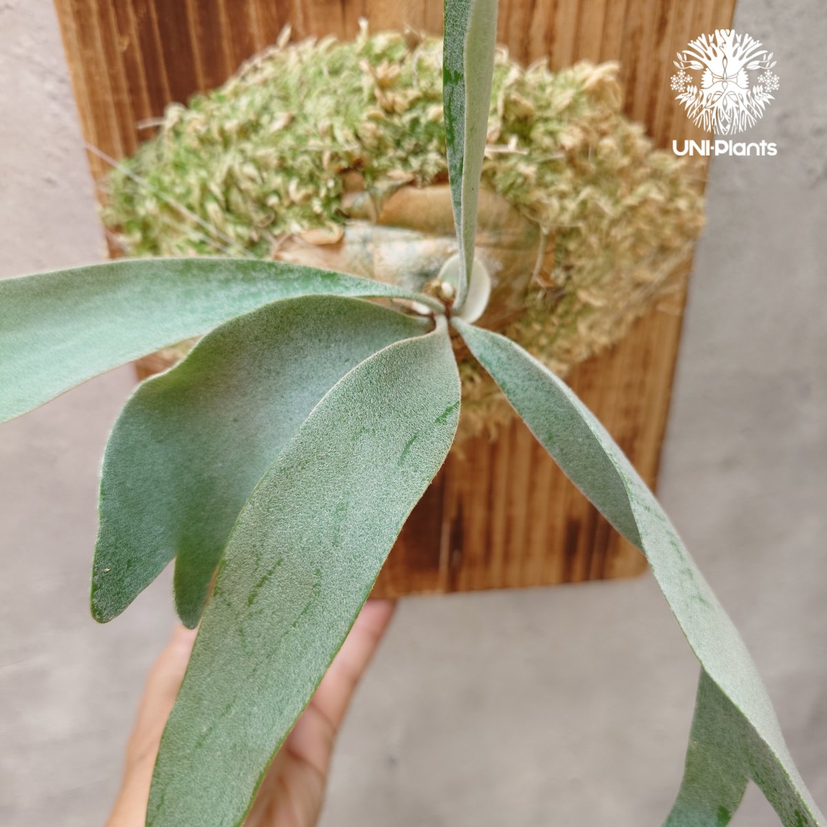 Patycerium veitchii wild（pup）ビカクシダ ベイチー ワイルド ビカ