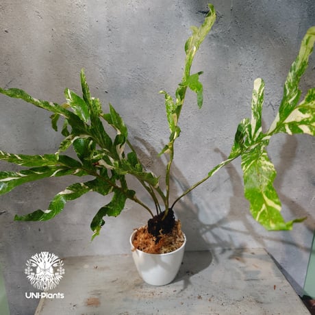 【タイ直輸入・ドリナリア】Drynaria quercifolla ' Variegated '  |  ドリナリア クエルシフォリア 斑入 |  ドリナリア｜Drynaria｜シダ植物