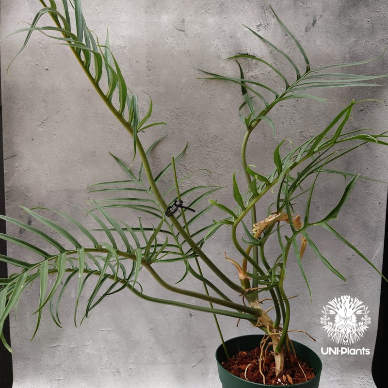 Philodendron tortum フィロデンドロン トータム フィロデンドロン