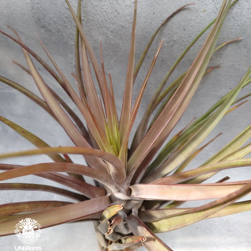 Kazukiyo様★ユーカリブレンド　ニューエア　ラヴィンツァラ　ヒバ　ミルラ Tillandsia Harvest Moon (Silver Rose x streptophylla) x