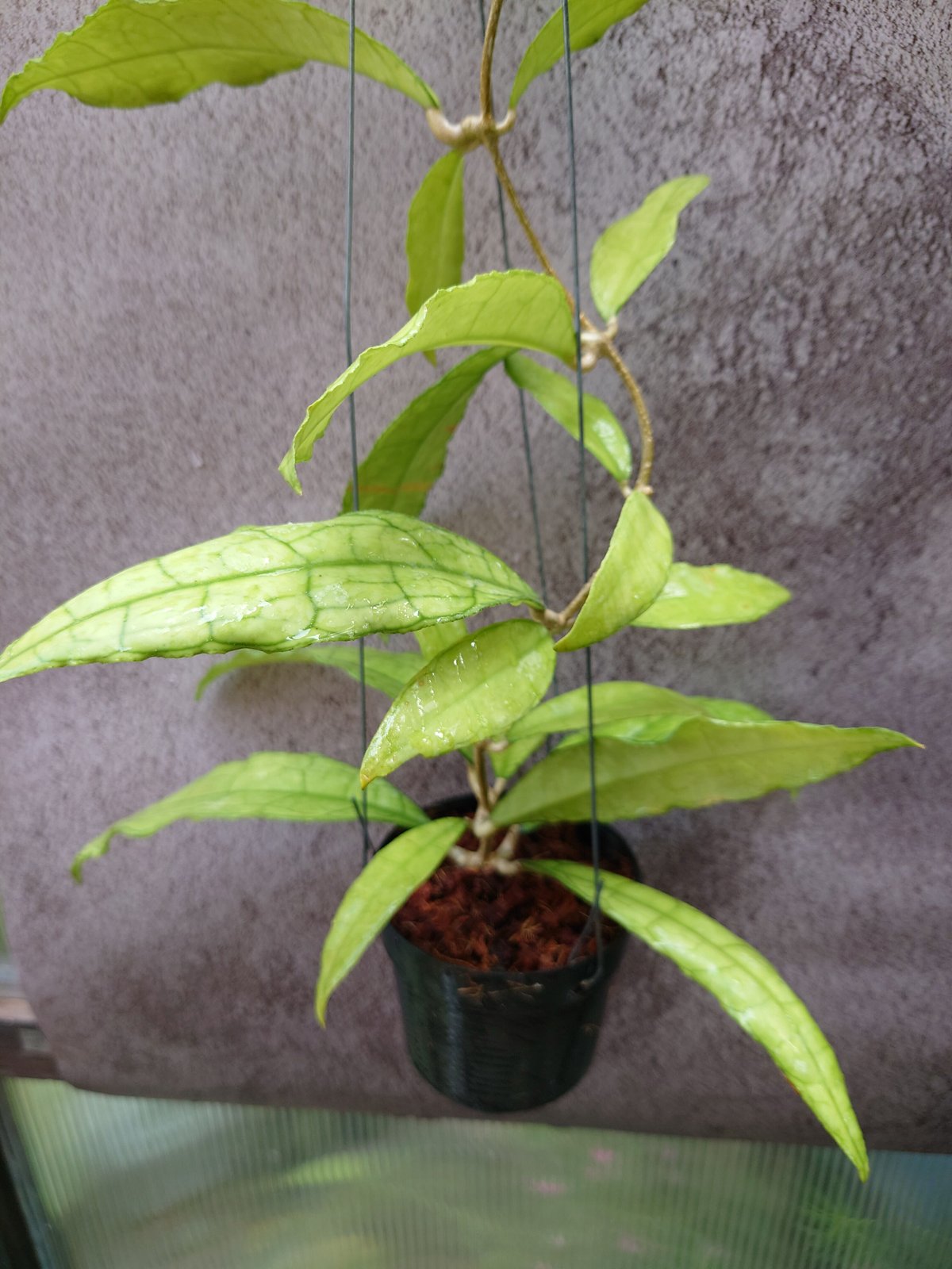 ロング ホヤ hoya レツーサ　超ロング　流木ハンギング ロング ホヤ hoya レツーサ 超ロング 流木ハンギング