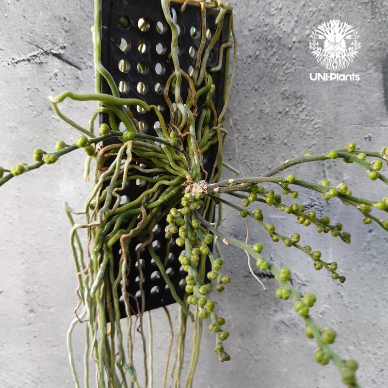 花芽いっぱい! Chiloschista parishii `Kanchanaburi` キロ
