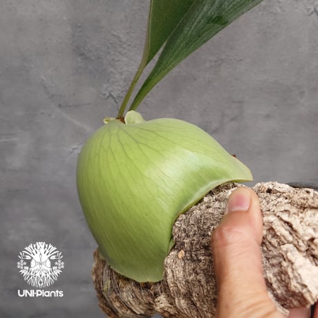 Platycerium small farn ビカクシダ スモールファーン ×エリシー シダ植物 ビカクシダコルク付け 着生植物