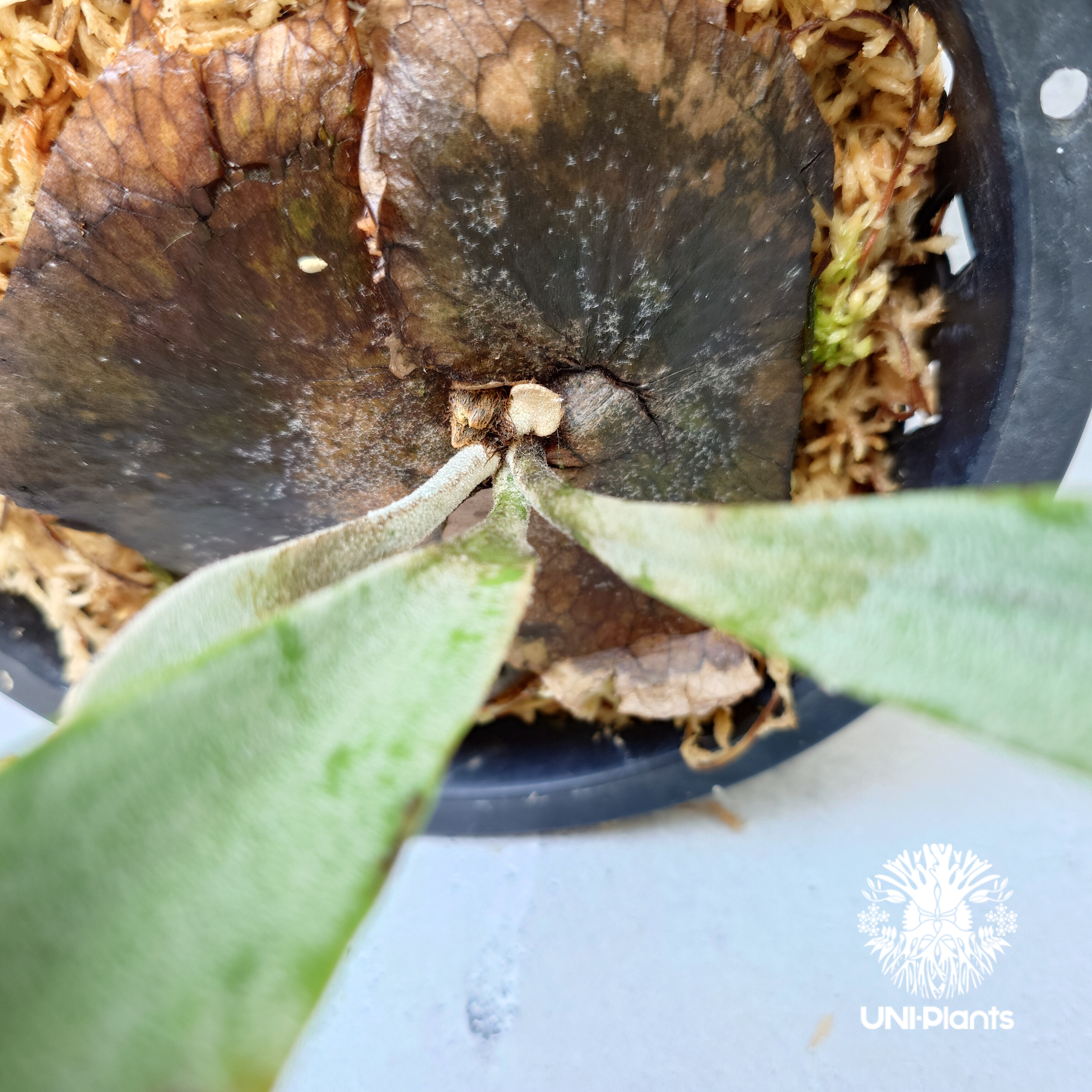 Platycerium Paul Vespa ビカクシダ ポールベスパ ビカクシダ