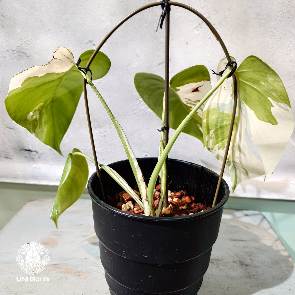 Monstera borsigiana Alboモンステラ・ボルシギアナ・アルボ Monstera Borsigiana Albo Variegated Ultra-High - Plant Hawaii