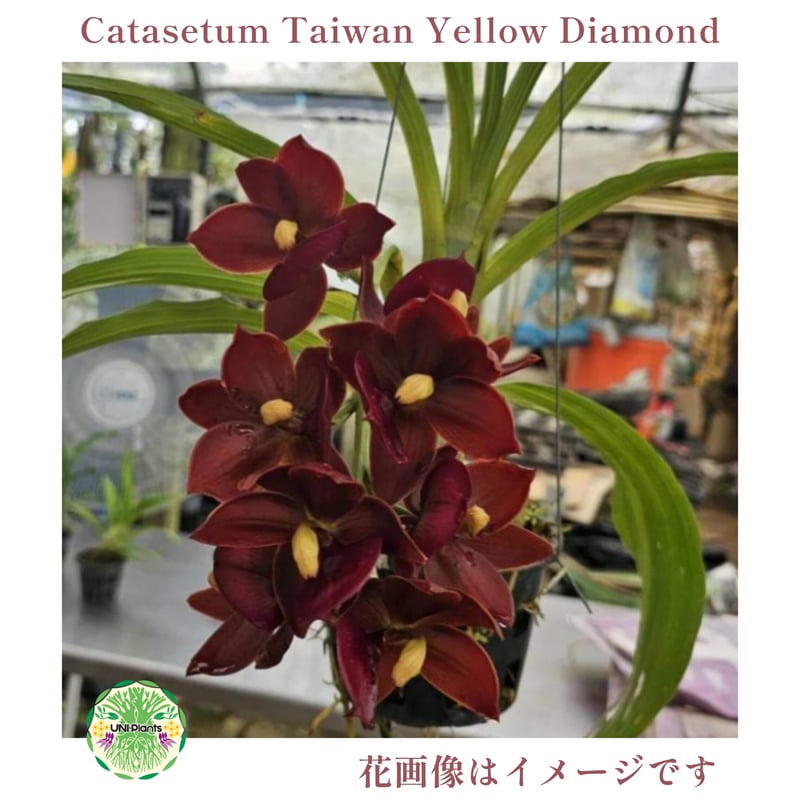 Catasetum Taiwan Yellow Diamond カタセタム タイワンイエローダ