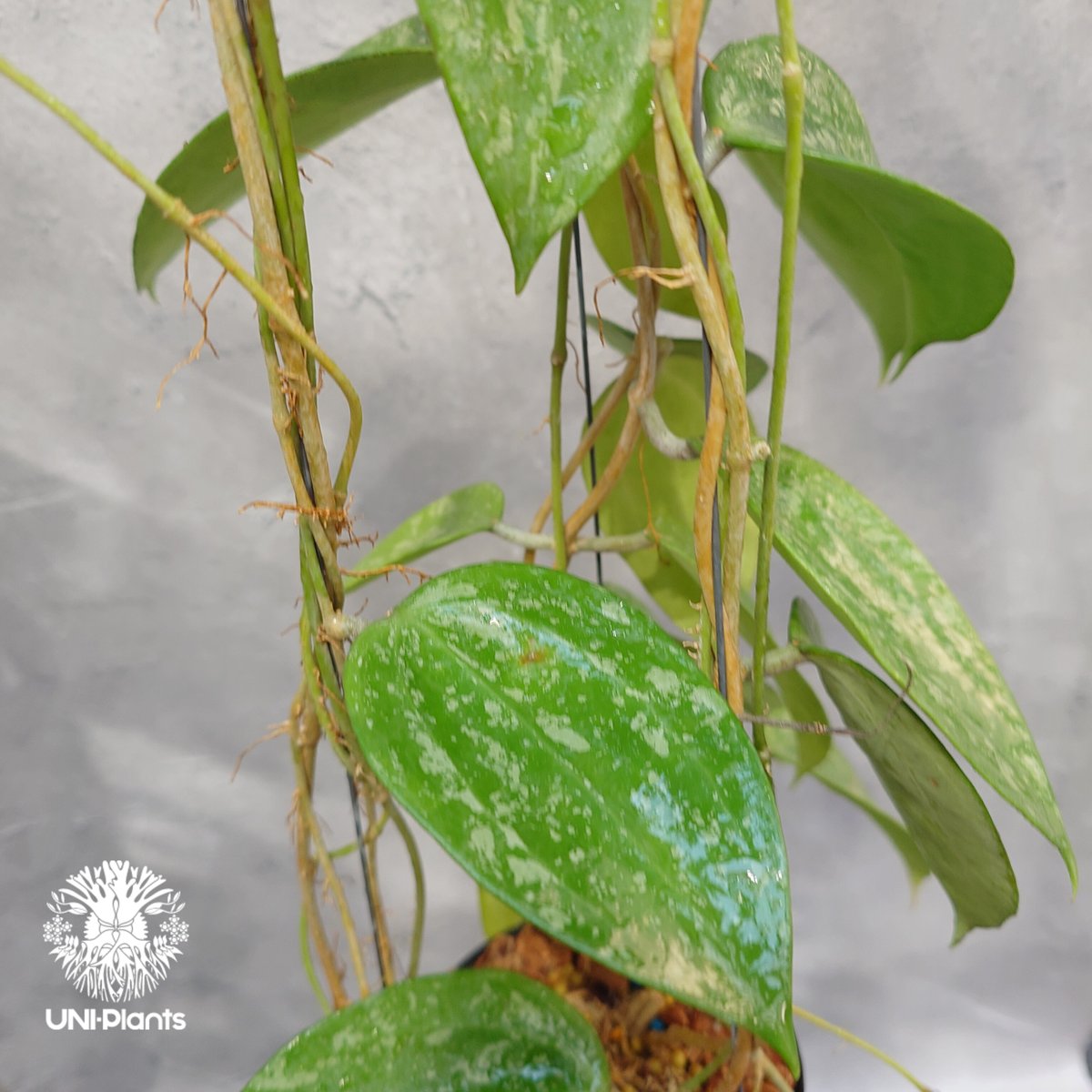 Hoya latifolia Snow Queen（L） ホヤ ラティフォリア スノー クイー